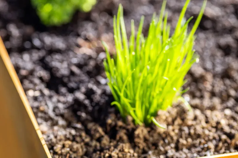 Cortenstahl Hochbeet Kräuter Nahaufnahme