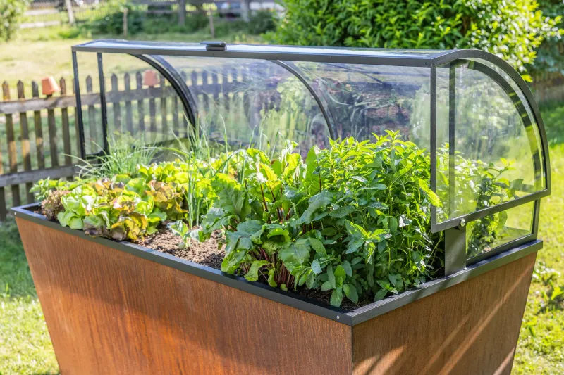 Cortenstahl Hochbeet mit Abdeckung und bepflanztem Salatbeet