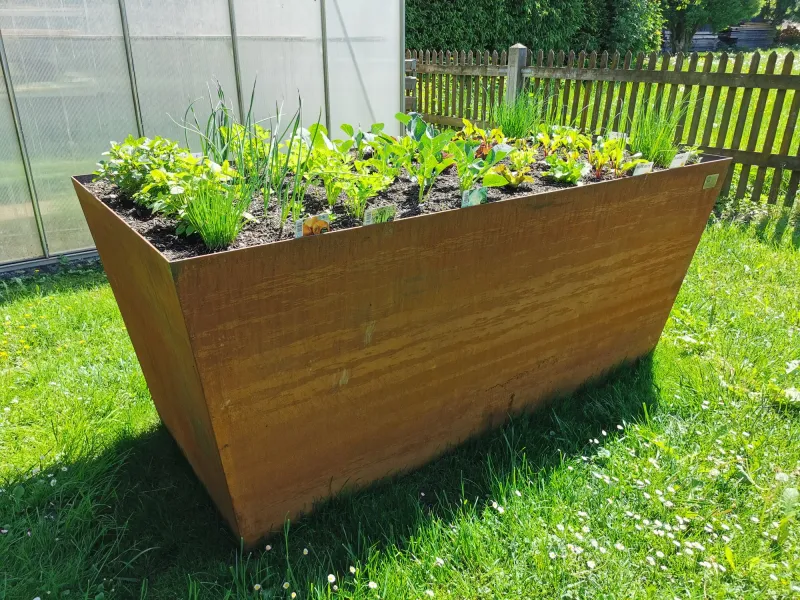 Cortenstahl Hochbeet bepflanzt vor Gewächshaus