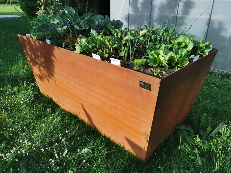Cortenstahl Hochbeet mit Gemüse im Abendlicht