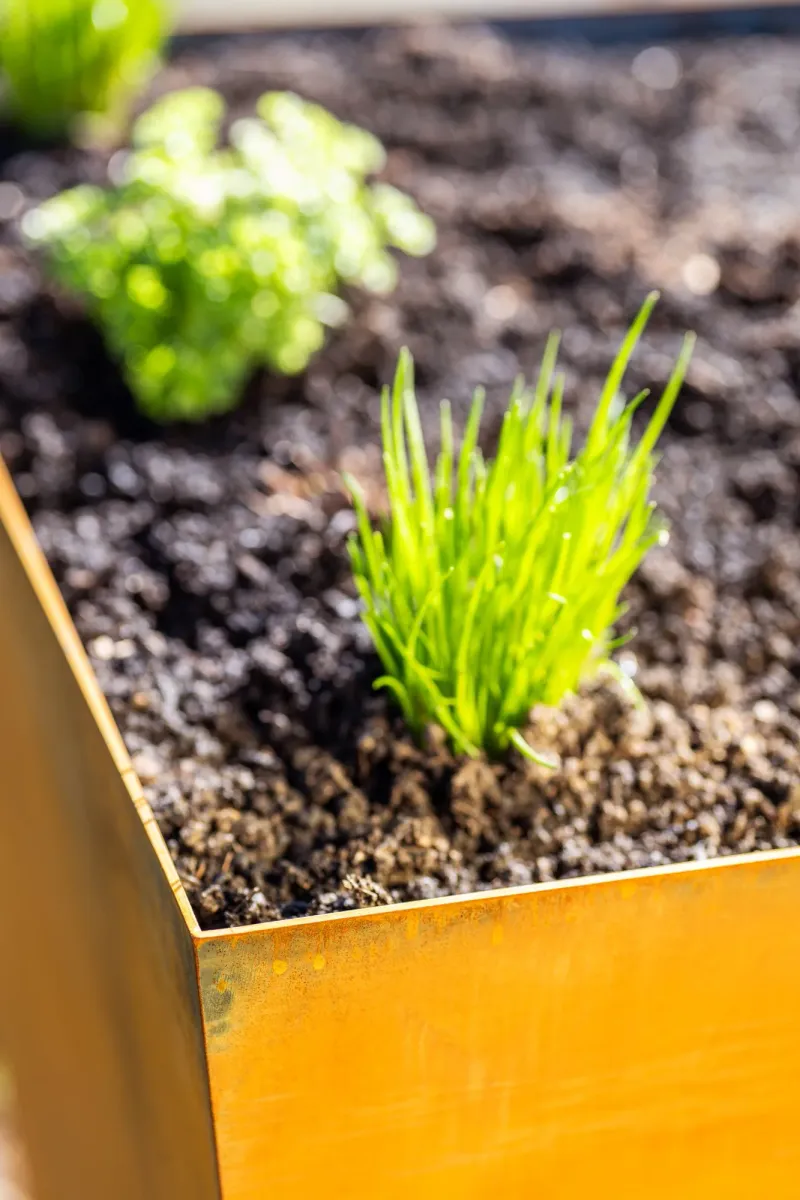 Cortenstahl Hochbeet Kräuter Nahaufnahme